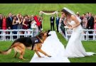 🥵💋K9 Dog Saves Groom from Deceptive Bride — Her Hidden Past Shocked the Entire Town