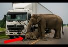 😥🙏Driver Hits Baby Elephant — What the Mother Did Next Shocked the World