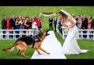 K9 Dog Saves Groom from Deceptive Bride — Her Hidden Past Shocked the Entire Town