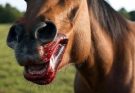ššThis was the horse that devoured his duā¦See more