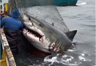 👉😂They Attempted to Save the Shark… But Seconds Later, It Did the Unimaginable