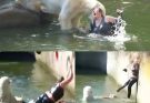 HORROR AT BERLIN ZOO: 32-Year-Old Woman Jumps Into Polar Bear Enclosure — What happened next left visitors transfixed. It was supposed to be a normal afternoon at the Berlin Zoo…