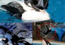 SAD NEWS: Rihanna shakes the entire world with a shocking confession about the haunting d3@th of her closest trainer Jessica Radcliffe — who was mysteriously k!lled by the very k!ller whale she raised, revealing a terrifying secret bond so dark it could forever change how humanity sees these ocean predators