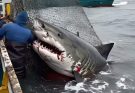 They Attempted to Save the Shark… But Seconds Later, It Did the Unimaginable