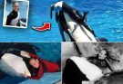 Orca trainer is š± devoured by this one while perforā¦see more