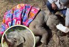 Tiny Giant: A Baby Elephant’s Courageous First Steps After a Train Accident.