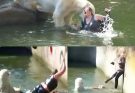 😰HORROR AT BERLIN ZOO: 32-Year-Old Woman Jumps Into Polar Bear Enclosure — What happened next left visitors transfixed. It was supposed to be a normal afternoon at the Berlin Zoo…
