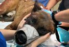 K9 Dog Saves Groom from Deceptive Bride — Her Hidden Past Shocked the Entire Town