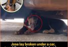 A Stray Dog’s Quiet Fight for a Second Chance at Love