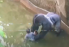 Inside the Debate: What Really Happened in Harambe’s Last Moments at the Cincinnati Zoo