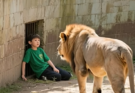 🥵The Lion’s Surprising Act of Kindness: How a Fearsome Predator Protected a Scared Child and Redefined True Compassion
